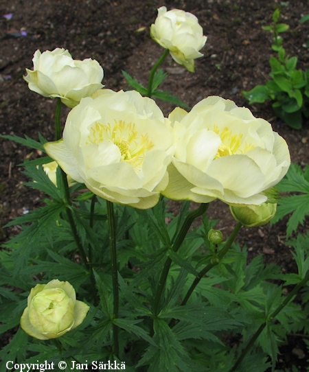 Trollius Cultorum-Ryhm� 'Cheddar'